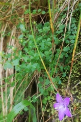 Campanula arvatica