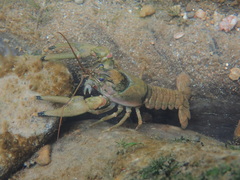 Faxonius cristavarius