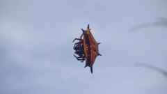 Gasteracantha taeniata