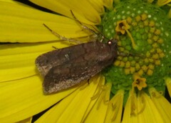 Pseudorthodes