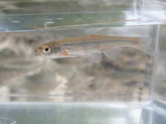 Notropis micropteryx