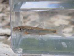 Notropis micropteryx