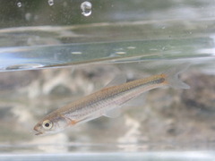 Notropis micropteryx