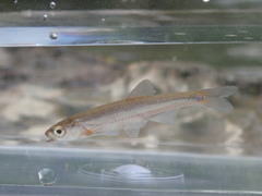 Notropis micropteryx