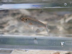 Notropis micropteryx