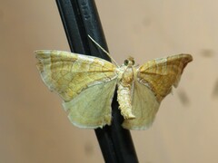 Eulithis molliculata