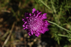Scabiosa owerinii