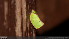 Salurnis marginella