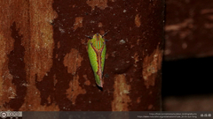 Salurnis marginella