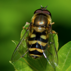 Syrphus