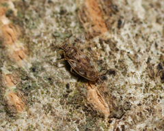 Monosteira unicostata