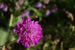 Scabiosa owerinii