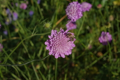 Scabiosa owerinii