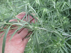 Artemisia leucophylla