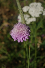 Scabiosa owerinii