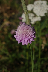 Scabiosa owerinii