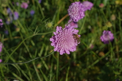 Scabiosa owerinii