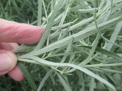 Artemisia leucophylla