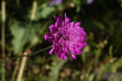 Scabiosa owerinii