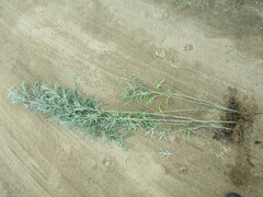 Artemisia leucophylla