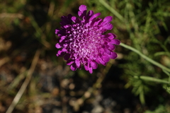 Scabiosa owerinii