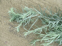 Artemisia leucophylla