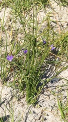 Albuca spiralis