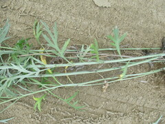Artemisia leucophylla