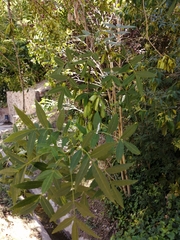 Fraxinus angustifolia