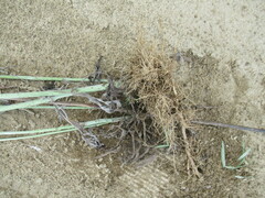 Artemisia leucophylla