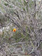 Isotropis cuneifolia