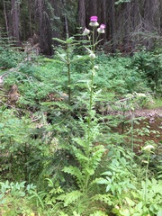 Cirsium edule wenatchense