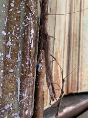 Trachythorax maculicollis