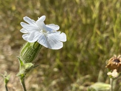Silene latifolia