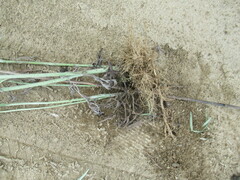 Artemisia leucophylla