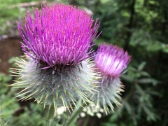Cirsium edule wenatchense