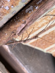 Trachythorax maculicollis