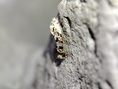 Nemapogon nevadella