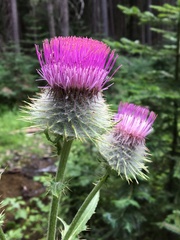 Cirsium edule wenatchense