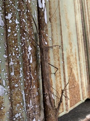 Trachythorax maculicollis
