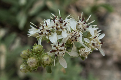 Sericocarpus oregonensis