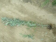 Artemisia leucophylla