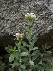 Sericocarpus oregonensis