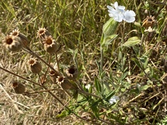 Silene latifolia