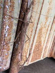 Trachythorax maculicollis