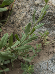 Sericocarpus oregonensis