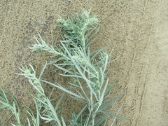 Artemisia leucophylla