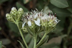 Sericocarpus oregonensis