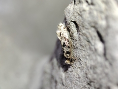 Nemapogon nevadella
