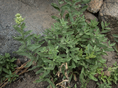 Sericocarpus oregonensis